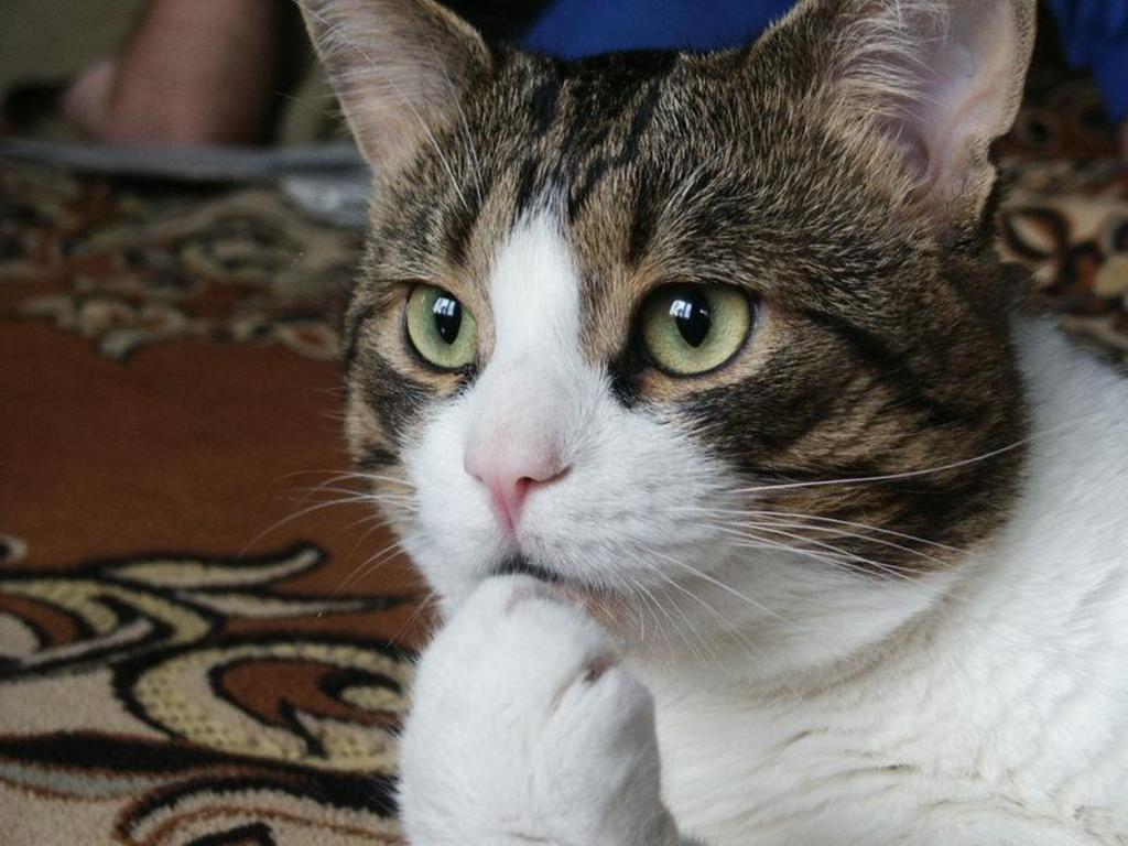 Cat thinking